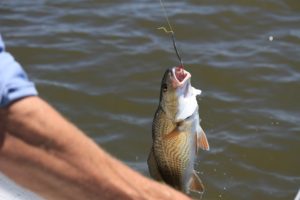 hooking a big one